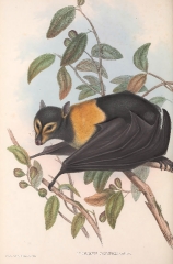 Spectacled Vampire bat color illustration