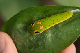 Spicebush swallowtail larvae on plant leaf