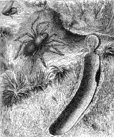 spider illustration 121