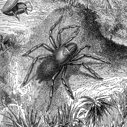 spider nest illustration