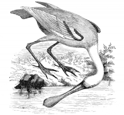 spoonbill bird illustration