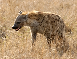 Spotted Hyena Kenya Africa