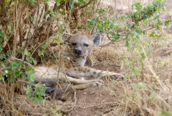 spotted hyena resting in brush kenya africa