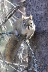 squirrel balances on tree branch