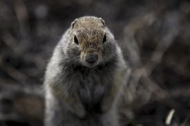 squirrel front view closeup at denali