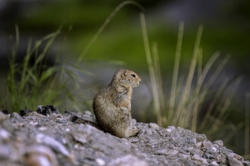 squirrel sitting on a mound of dirt