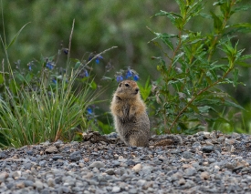 squirrel with plants in background alaska