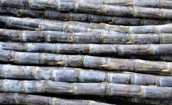 Stacks Of Sugar Cane At Outdoor Market Photo Image
