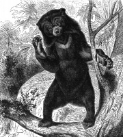 standingmaylaan bear animal historical illustration