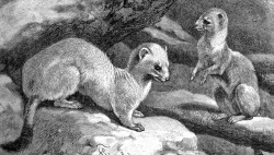 stoat animal historical illustration