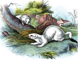 Stoat White Weasel Hiding Behind Tree Color Illustration