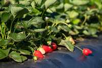 Straberries growing in field