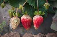 Strawberries in field at various ripening phases