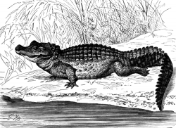 stumpy crocodile bw animal illustration