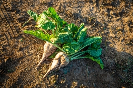 Sugar beet on the field
