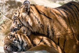 Sumatran tiger playfully biting another tiger