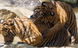 Sumatran tiger playfully biting the back of another tiger