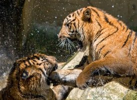 Sumatran tiger playing in waterfall