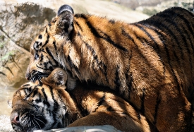 Sumatran tiger_5162