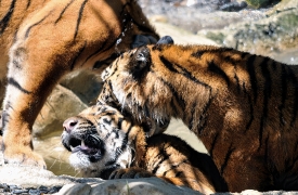 Sumatran tiger_5171