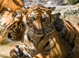 Sumatran tiger_5182