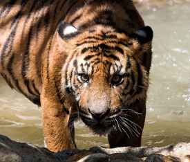 Sumatran tiger_5248