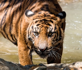 Sumatran tigers are the smallest subspecies of tigers