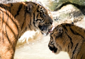 Sumatran tigers looking at each other