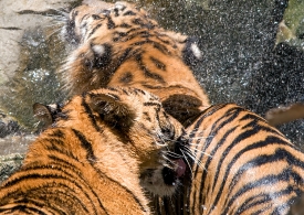 Sumatran tigers playing under waterfall