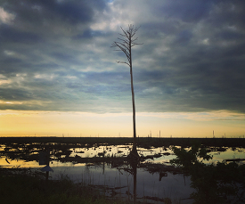 Sunset Great Dismal Swamp 2018