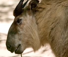 takin also called cattle chamois or gnu goat