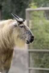 takin-side-view-shows arched nose