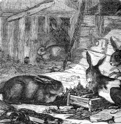 tame rabbits illustration