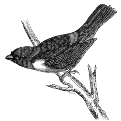 tanager engraved bird illustration
