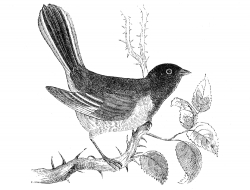tanager engraved bird illustration