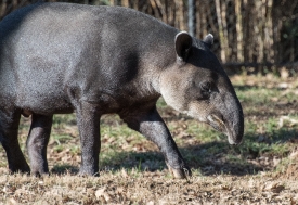 tapir at a zoo
