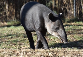 tapir herbivorous mammal