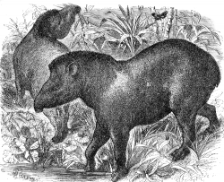tapir illustration