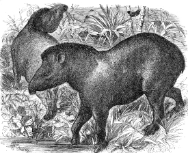 tapir illustration ma161A