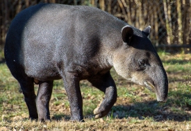 tapir snouts to the ground in search of food