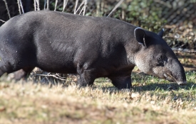 tapir walking in grass at zoo