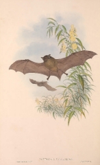 Tasmanian bat color illustration
