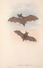 Tasmanian Nyctophilus bat color illustration