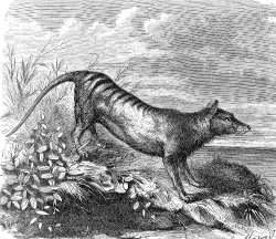 tasmanian tiger  illustration