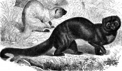tayra animal historical illustration