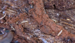 Termites crawling in dirt and wood