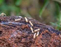 Termites crawling on piece old wood