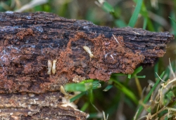 termites on old log