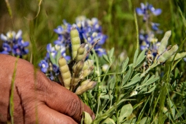 Texas bluebonnet lupinus texensis flowers and seed pods