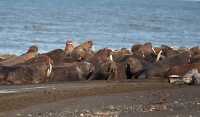 Thousands of walruses on shore in alaska